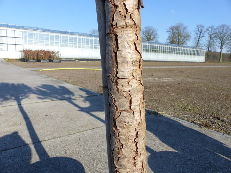 Pinus Pinea Mittelmeerkiefer 180 cm Pinie Kiefer Stamm Premium XL Stamm, winterhart