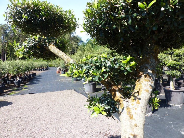 Olivenbaum 6 Pon Pon Bonsai Formgehölz Gartenbonsai Olea europaea Olive winterhart