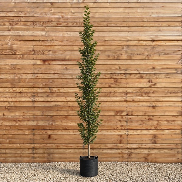 Säulenbäume für den Garten als schmale Pflanzen im Topf vor einer Holzwand