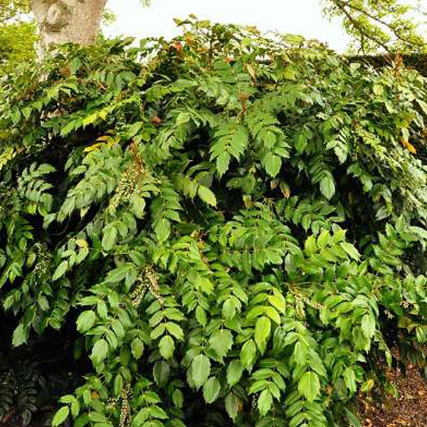 Im Bild ist eine Mahonie Pflanze zu sehen.