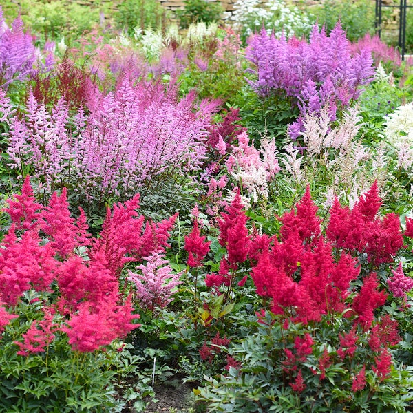 Blühende Prachtspieren Astilbe in verschiedenen Farben wie Rot, Rosa und Weiß in einem Gartenbeet mit dichtem grünem Laub.