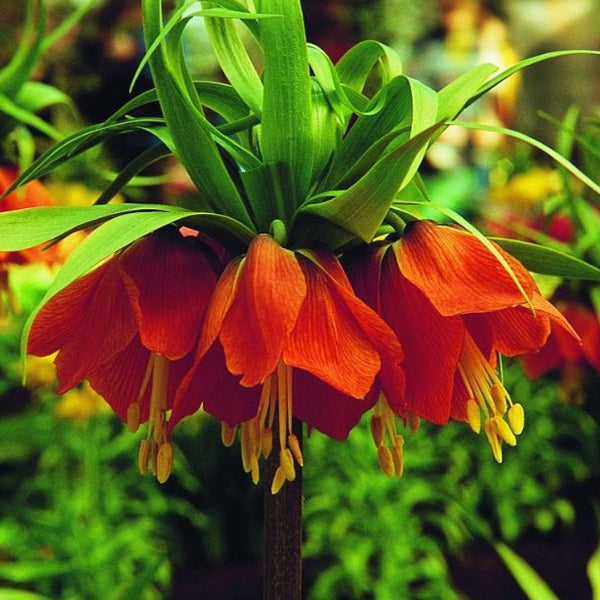 Kaiserkronen-Blume mit Blättern