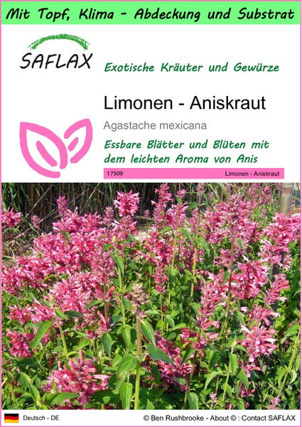 SAFLAX Garden to go - Limonen - Aniskraut - Agastache mexicana - 50 Samen - Mit Topf, Klima - Deckel und Anzuchtsubstrat