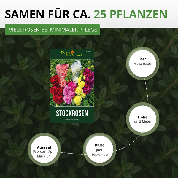 Samen für circa 25 Stockrosen. Alcea rosea Prachtmischung mit circa 2 Meter Höhe. Aussaat Februar bis Juni. Deine Gartenwelt Logo.