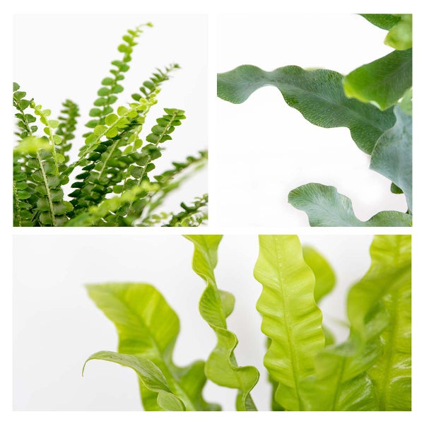 Bloomique - 3er-Mix - Luftreinigende Farne - Asplenium, Phlebodium, Nephrolepis - Zimmerpflanzen - 20-30 cm Hoch - Topf 12 cm