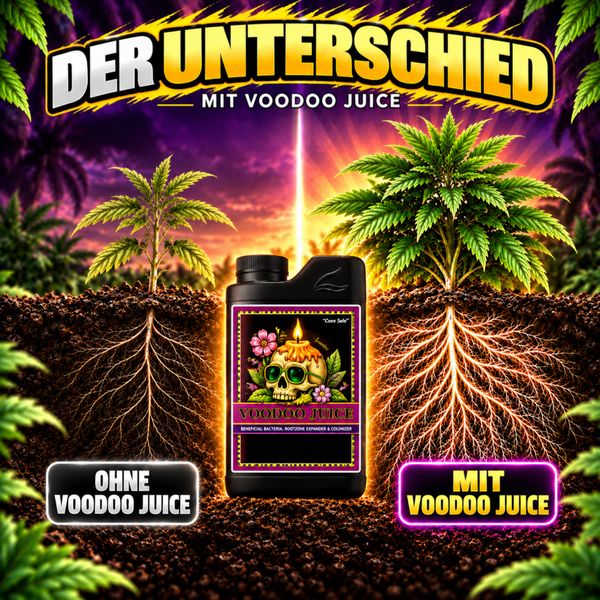 Vergleich der Wurzelbildung bei Pflanzen mit und ohne Voodoo Juice Wurzelergänzungsmittel zur Förderung nützlicher Bakterien.