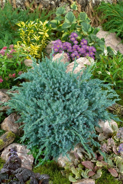 Buchsbaum im Gartenbeet mit Steinen und anderen Pflanzen