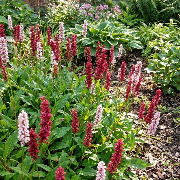 Kerzenknöterich Bistorta amplexicaulis mit roten und hellrosa Blüten im bepflanzten Gartenbeet.