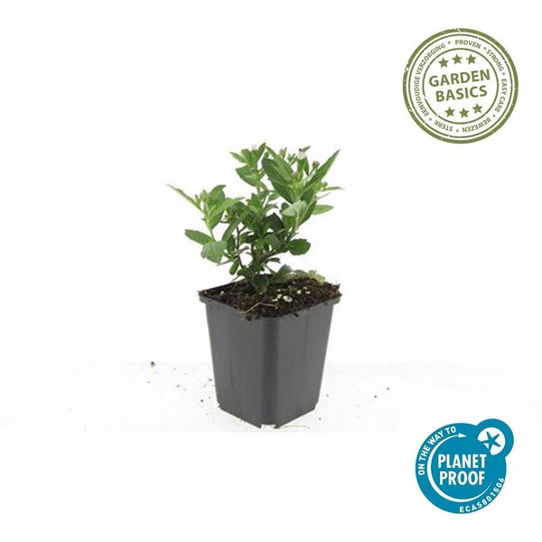 Zierstaude - Wilde Aster - Aster ageratioides 'Stardust' - 9cm Topf - Set mit 12 Pflanzen