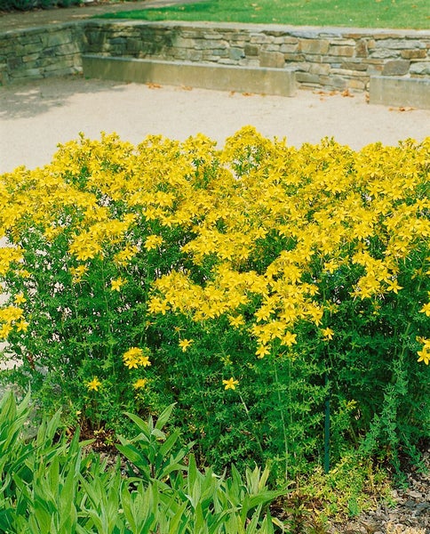 Hypericum perforatum, Johanniskraut, gelb, ca. 9x9 cm Topf