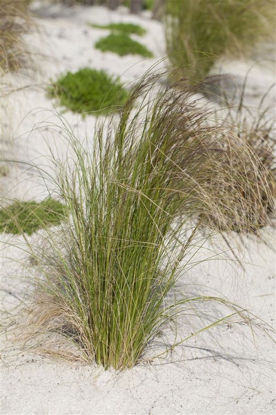 Stipa tenuissima, Zartes Federgras, ca. 9x9 cm Topf