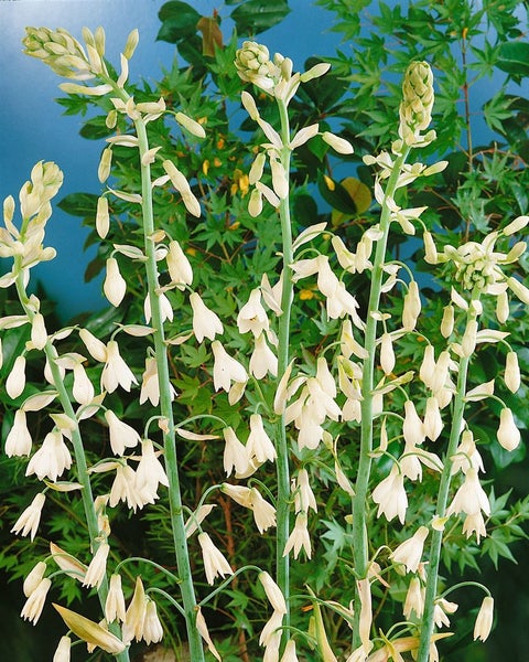 Galtonia candicans, Sommerhyazinthe, weiß, ca. 9x9 cm Topf