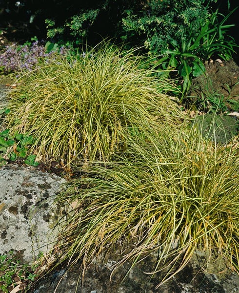 Carex morrowii, Japan-Segge, immergrün, ca. 9x9 cm Topf