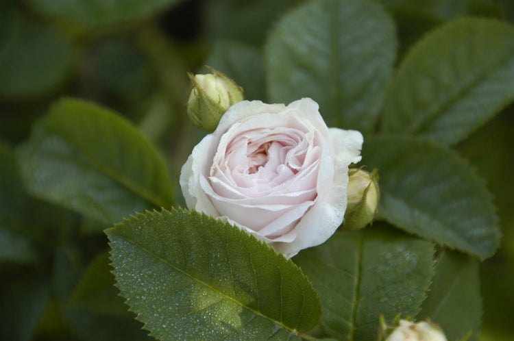 Rosa 'Felicite Parmentier', Alte Rose, rosa, 5-7,5 Liter Container
