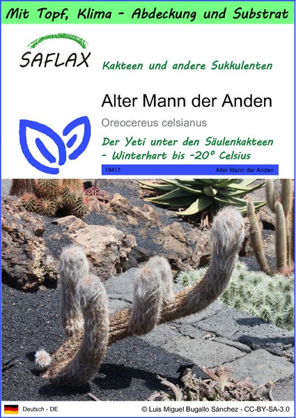 SAFLAX Garden to go - Alter Mann der Anden - Oreocereus celsianus - 40 Samen - Mit Topf, Klima - Deckel und Anzuchtsubstrat