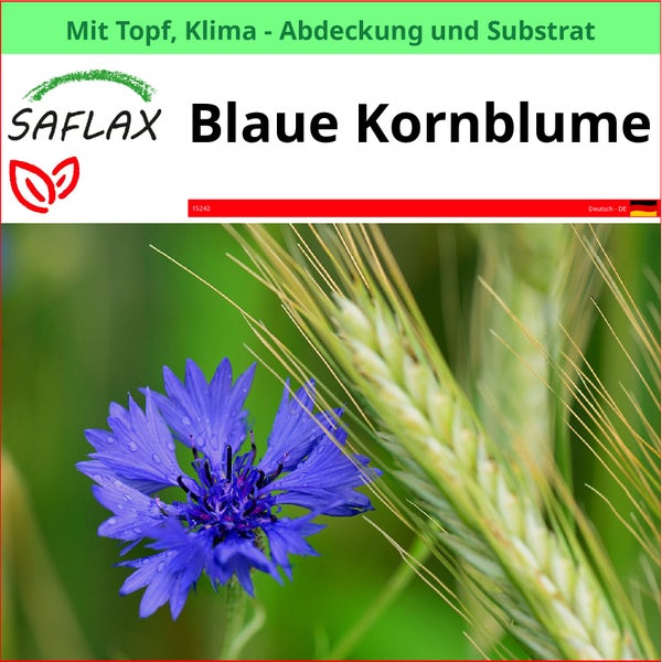 Blaue Kornblume im Topf mit Klimaabdeckung und Substrat