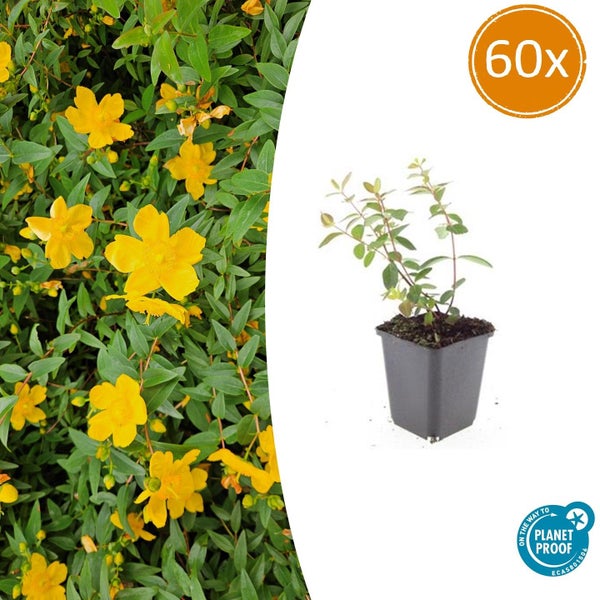 60 Johanniskraut Bodendecker im Topf mit gelben Blüten, Siegel für nachhaltigere Produktion.