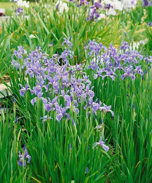 Blühendes Schwertlilienfeld im Garten.