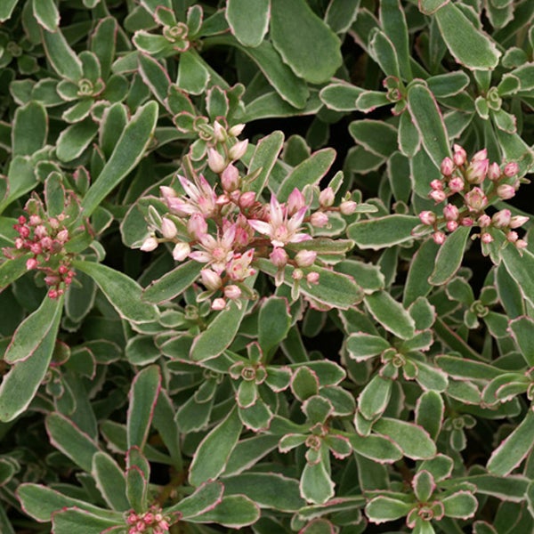 Draufsicht einer Fetthenne mit rosa Blüten und grünen Blättern