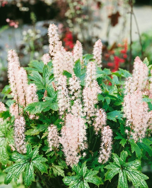 Schaumblüte mit zarten, hellen Blüten und grünen Blättern im Garten.