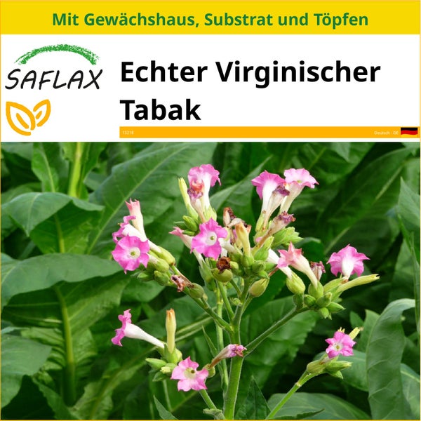SAFLAX Anzucht Set - Echter Virginischer Tabak - Nicotiana tabacum - 250 Samen - Mit Mini-Gewächshaus, Anzuchtsubstrat und 2 Töpfen