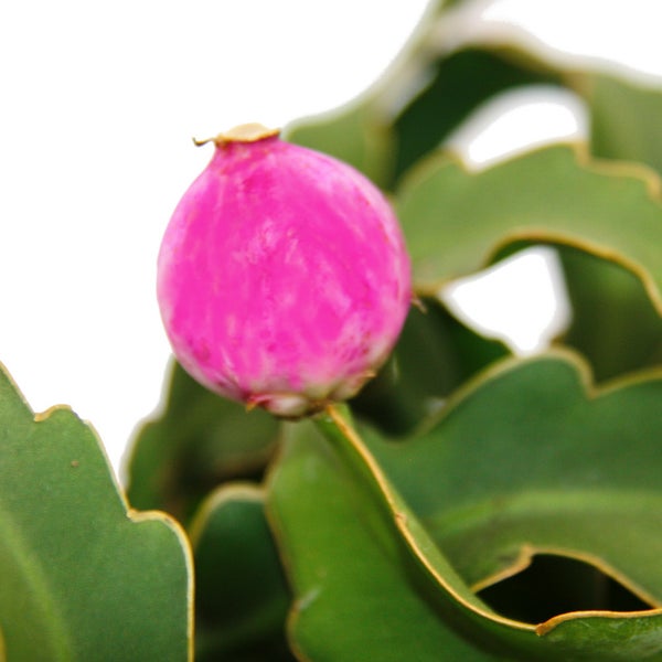 Epiphyllum guatemalense var. monstrose - hängender Blattkaktus -  Schwert-Kaktus - 14cm Ampeltopf