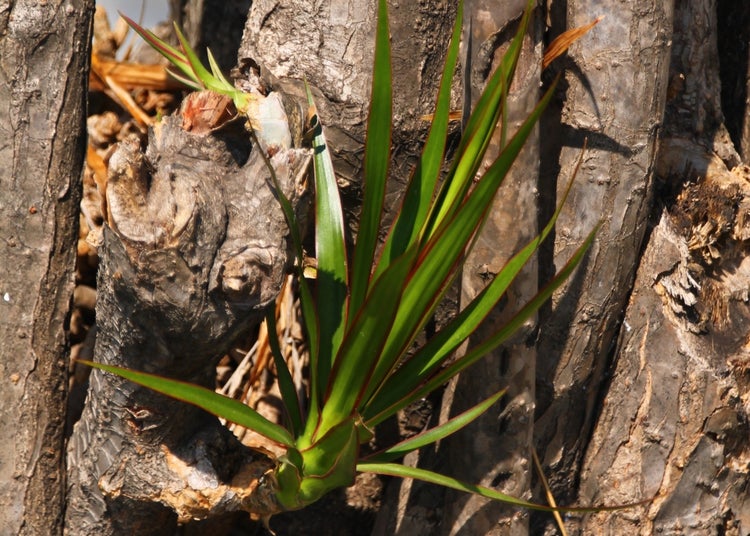 SAFLAX Garden to go - Drachenbaum - Dracaena Draco - 5 Samen - Mit Topf, Klima - Deckel und Anzuchtsubstrat