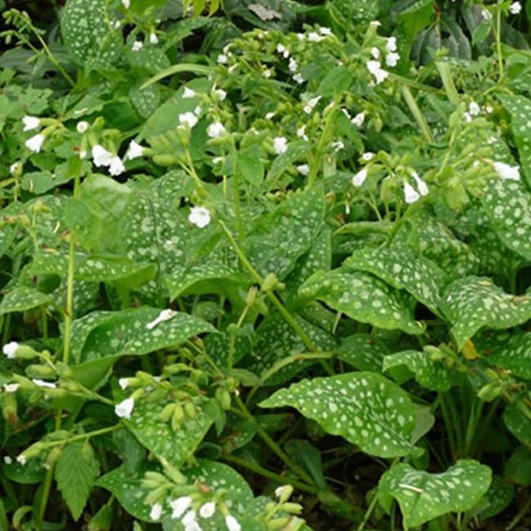 Nahaufnahme von geflecktem Lungenkraut mit weißen Blüten und gefleckten Blättern