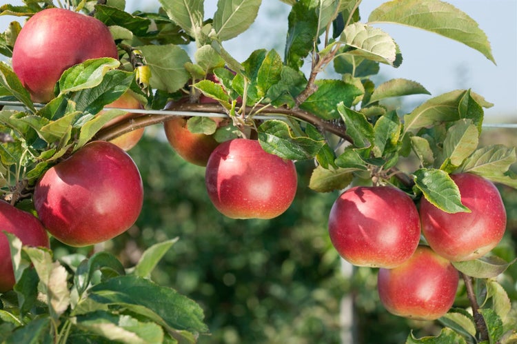 Malus 'Idared', Apfelbaum, 150–200 cm