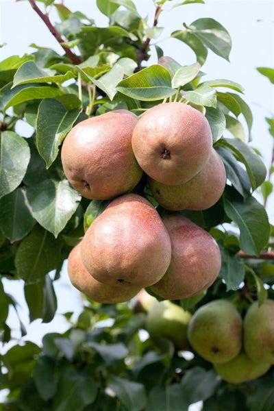 Pyrus communis 'Decora', Birne, 125–150 cm, robust
