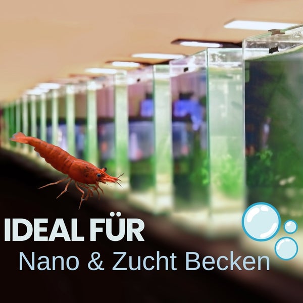 Rote Garnele vor Nano- und Zuchtbecken