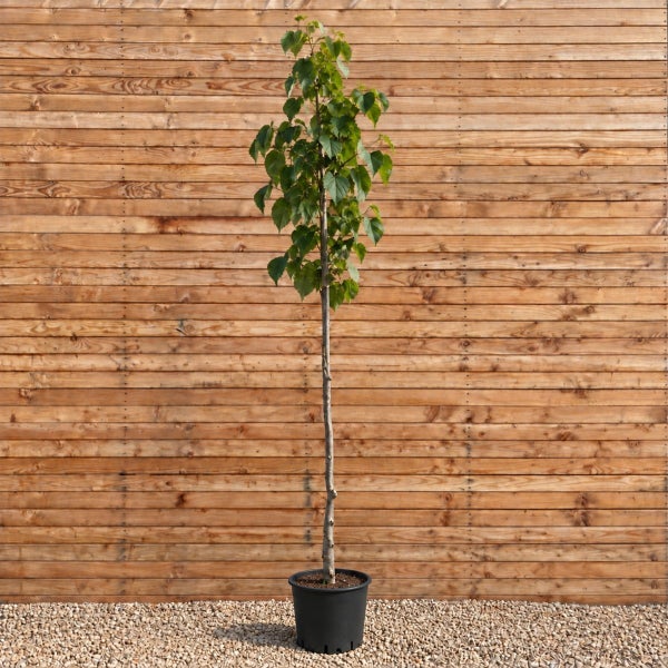 Junger Baum als Hochstamm in einem Kunststoffpflanztopf vor einer Holzwand