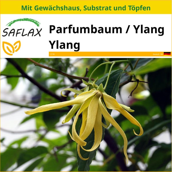 SAFLAX Anzucht Set - Parfumbaum / Ylang Ylang - Cananga odorata - 10 Samen - Mit Mini-Gewächshaus, Anzuchtsubstrat und 2 Töpfen