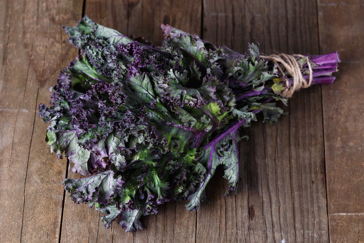 SAFLAX Garden to go - BIO - Grünkohl - Roter Krauser - Brassica oleracea var. sabellica - 50 Samen - Mit Topf, Klima - Deckel und Anzuchtsubstrat