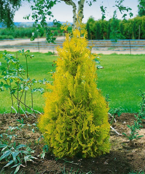 Thuja occidentalis 'Yellow Ribbon', Lebensbaum, gelbgrün, 20–30 cm