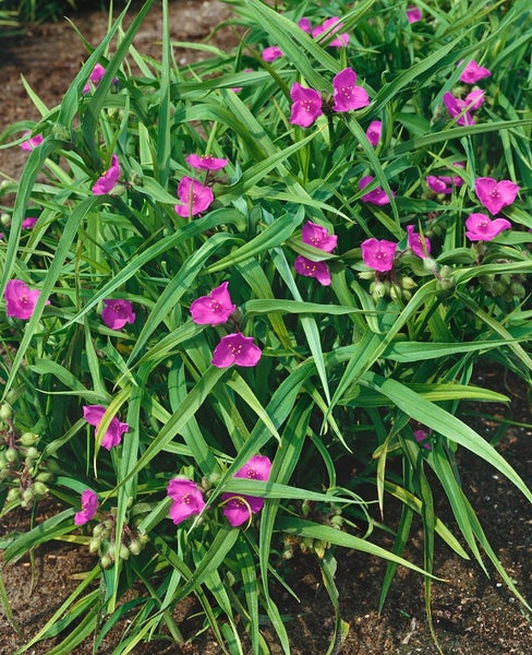 Tradescantia x andersoniana 'Rubra', rot, ca. 9x9 cm Topf