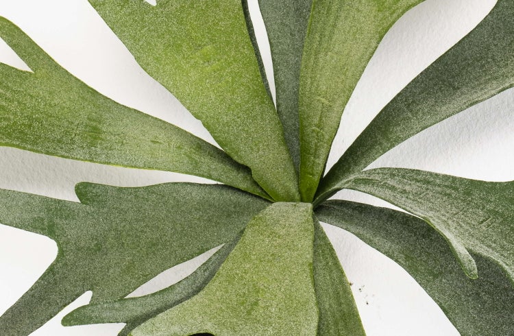 Detailansicht der grünen geweihartig verzweigten Blätter eines Geweihfarns Platycerium bifurcatum.