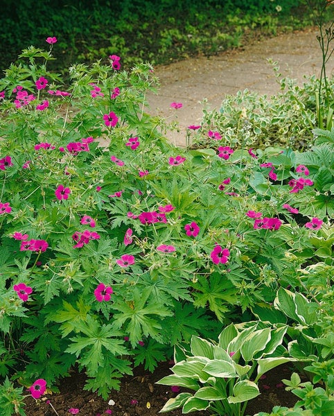 Geranium psilostemon, Armenischer Storchschnabel, leuchtend pink, ca. 11x11 cm Topf
