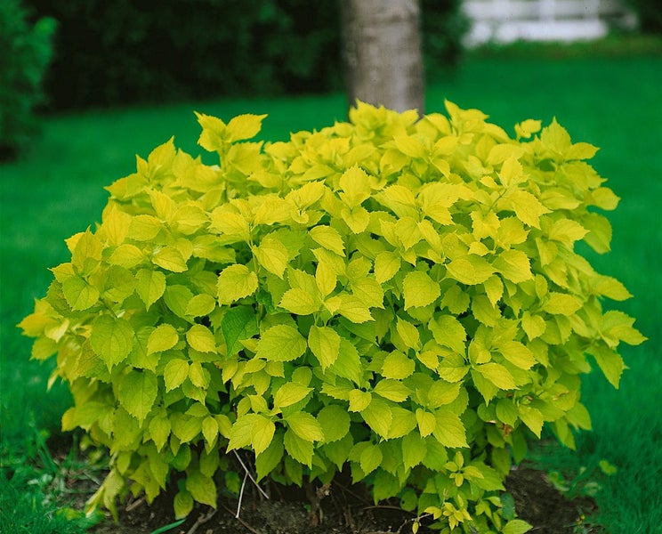 Goldhortensie im Garten