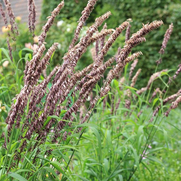 Pfeifengras im Gartenbeet