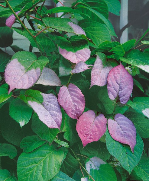 Actinidia kolomikta, Kiwi, dekoratives Laub, 100–150 cm