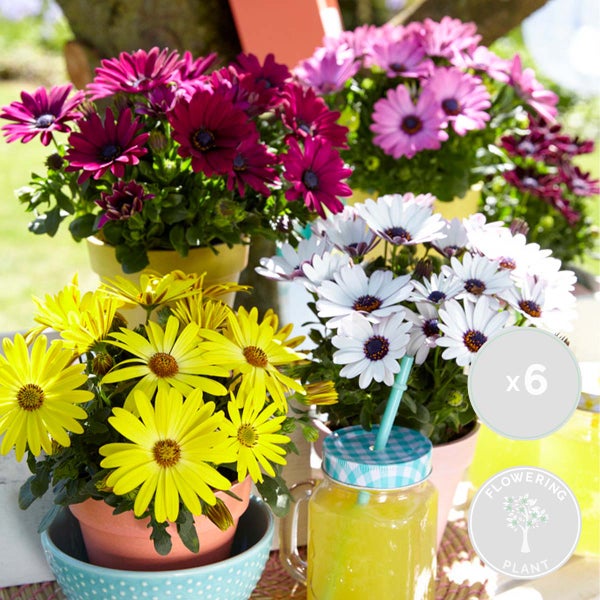 6x Mix Spanisches Gänseblümchen - Osteospermum - Einjährig - ⌀10,5 cm - ↕15-20 cm