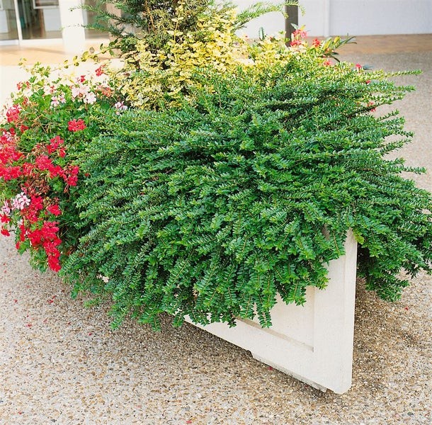 Lonicera pileata, Kriech-Heckenkirsche, immergrün, 20–30 cm