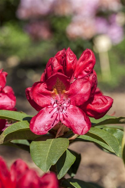 Rhododendron Hybr. 'Junifeuer', leuchtend rot, 30–40 cm
