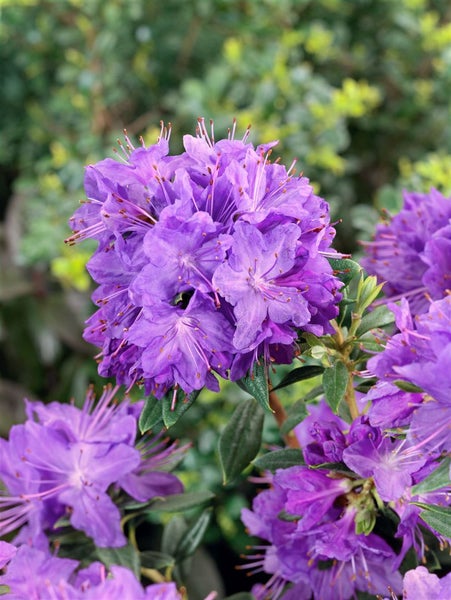 Rhododendron russatum 'Gletschernacht', violettblau, 20–25 cm