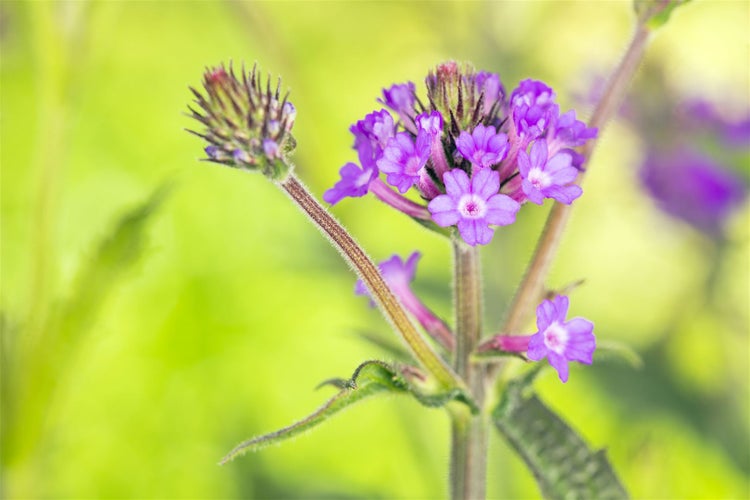 Verbena rigida, Vervain, violett, ca. 9x9 cm Topf