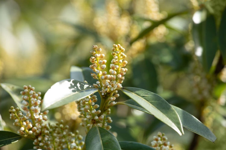 Prunus laurocerasus 'Otto Luyken', Kirschlorbeer, immergrün, 40–50 cm