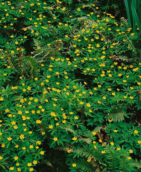 Anemone ranunculoides, Gelbes Windröschen, ca. 9x9 cm Topf