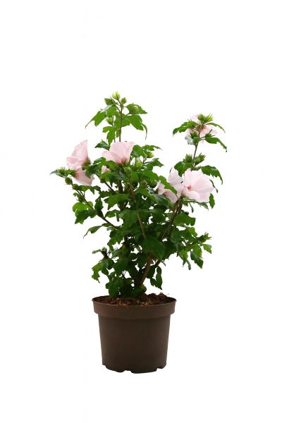 Hibiscus syriacus im braunen Kunststofftopf mit hellrosa Blüten und grünen Blättern.