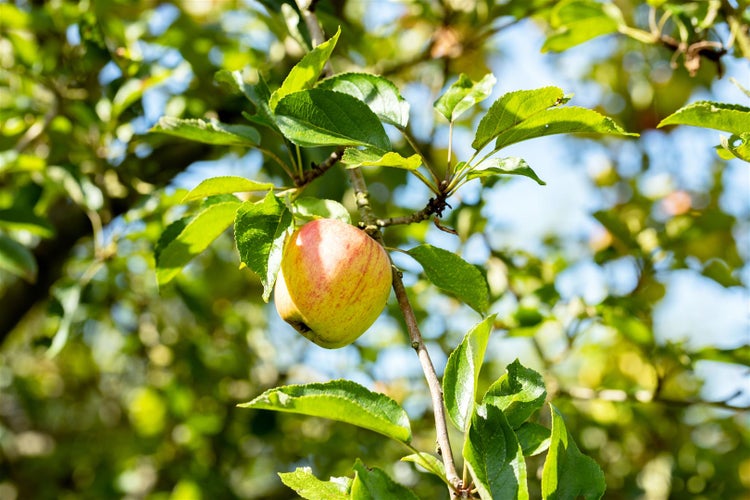 Prunus domestica 'Zwergobst', Terrassenobst, 40 cm Stammhöhe